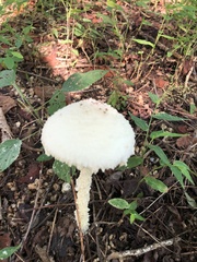 Amanita polypyramis