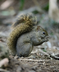 Sciurus aestuans ingrami