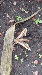 Xylophanes falco
