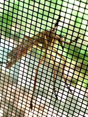 Diogmites angustipennis