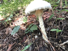 Amanita polypyramis
