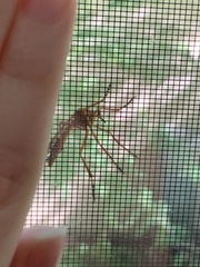 Diogmites angustipennis