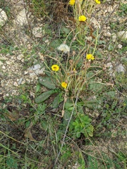 Taraxacum serotinum