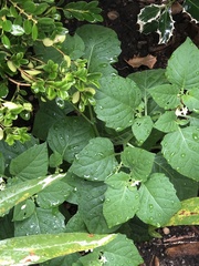 Solanum emulans
