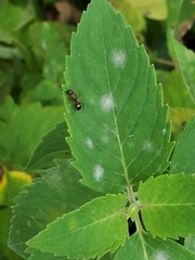 Camponotus subbarbatus