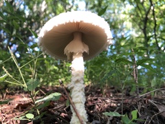 Amanita polypyramis