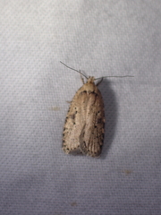 Agonopterix