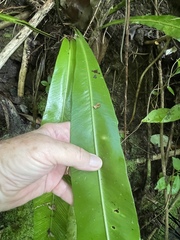 Thamnopteris