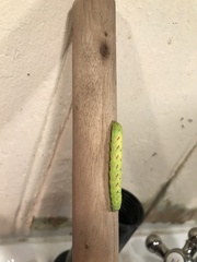 Lacanobia contigua