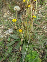 Taraxacum serotinum