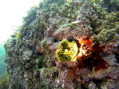 Antholoba achates