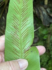 Thamnopteris