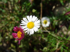 Erigeron karvinskianus