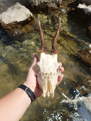Capreolus
