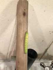Lacanobia contigua
