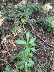 Pereskiopsis kellermanii