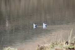 Chroicocephalus serranus
