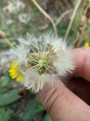 Taraxacum serotinum
