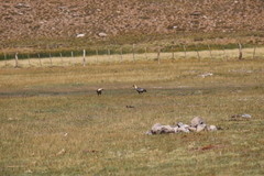 Theristicus melanopis