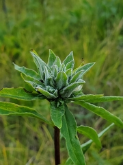 Procecidochares atra