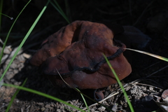 Gyromitra perlata