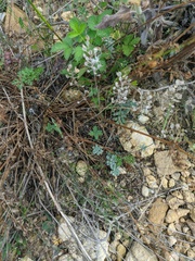 Odontarrhena obtusifolia