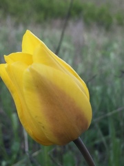 Tulipa suaveolens