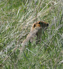 Spermophilus major