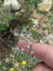Odontarrhena obtusifolia