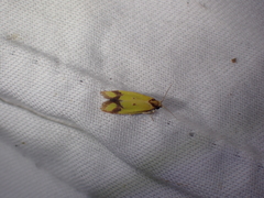 Agapeta zoegana