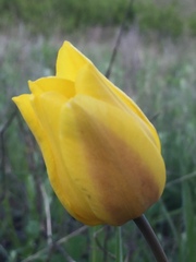 Tulipa suaveolens