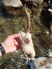 Capreolus