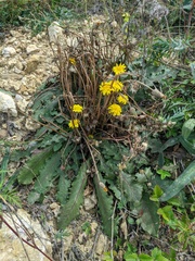 Taraxacum serotinum