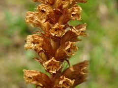 Orobanche