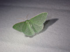 Synchlora