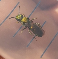 Augochlorella aurata