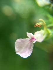 Teucrium canadense