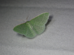 Synchlora