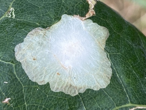 Baltadėmis Šeriuotaūsis nuotrauka