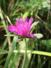 Knautia