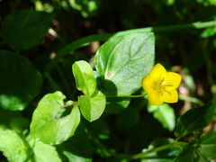Lysimachia nemorum