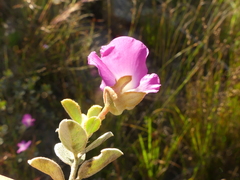 Podalyria hirsuta