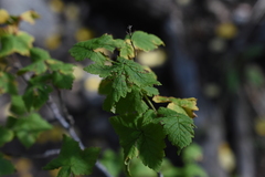 Acer glabrum