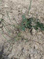 Glaucium corniculatum