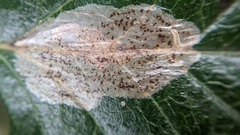 Phyllonorycter corylifoliella