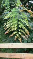 Gleditsia triacanthos