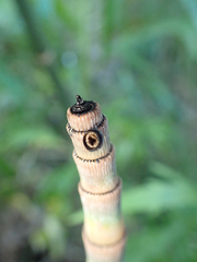 Equisetum hyemale