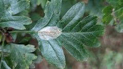 Phyllonorycter corylifoliella