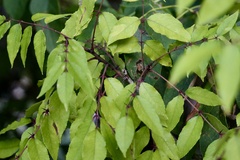 Zanthoxylum clava-herculis