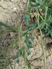 Glaucium corniculatum